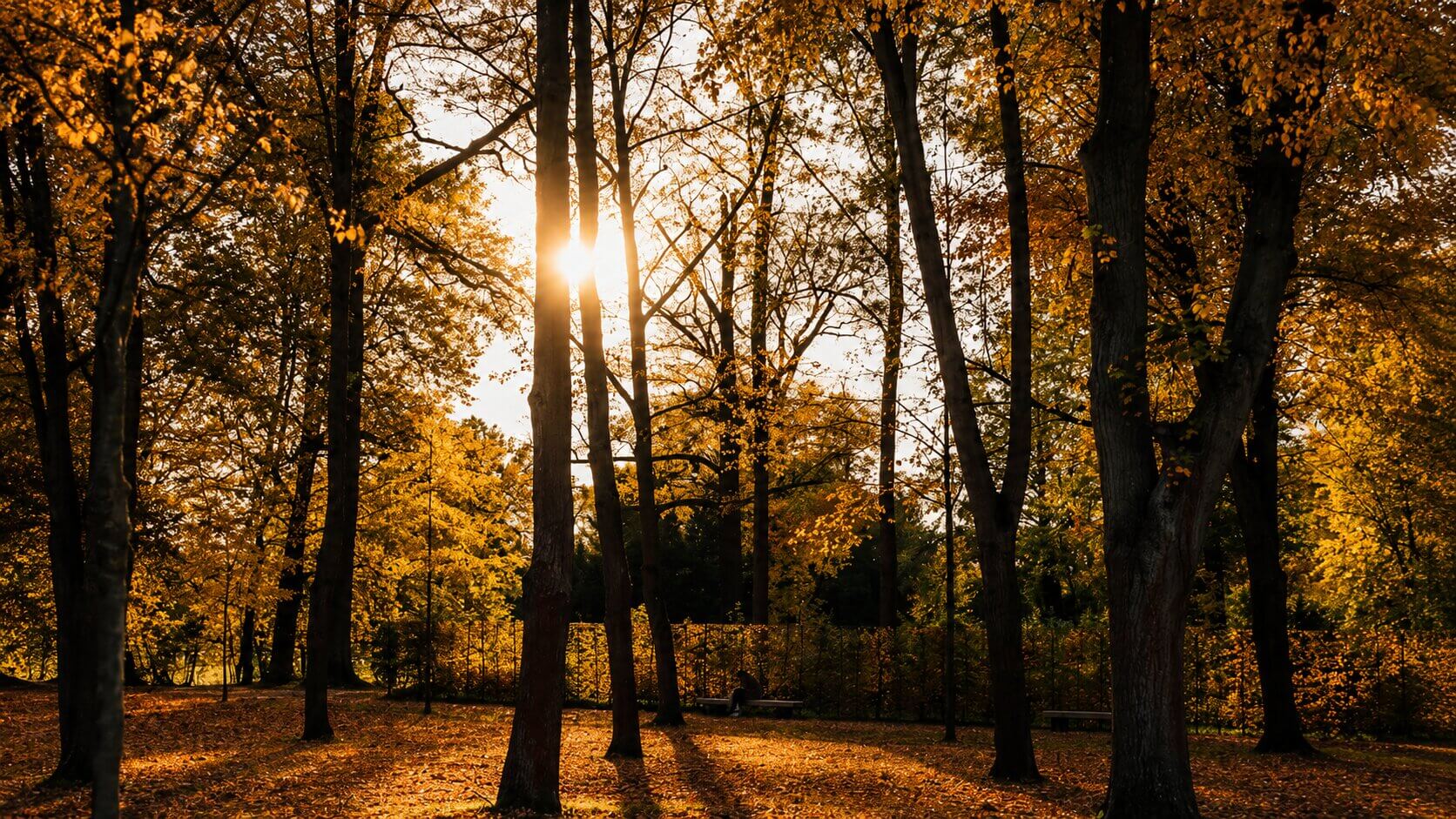 fall-trees